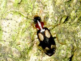 Attēlu rezultāti vaicājumam “Dromius quadrimaculatus”