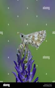 Attēlu rezultāti vaicājumam “Pyrgus serratulae upperside”