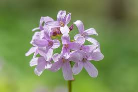 Attēlu rezultāti vaicājumam “Cardamine bulbifera flower”