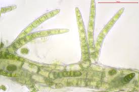 Attēlu rezultāti vaicājumam “Blepharostoma trichophyllum sporophyte”