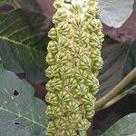 Attēlu rezultāti vaicājumam “Phytolacca acinosa leaf”