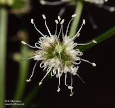 Attēlu rezultāti vaicājumam “Sanicula europaea”