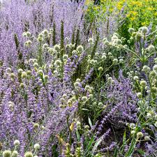 Image result for Edeldistel