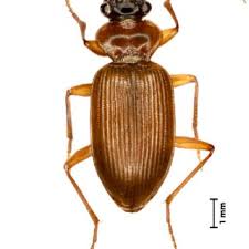 Attēlu rezultāti vaicājumam “Leistus ferrugineus”