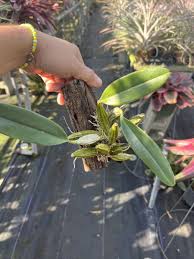 Attēlu rezultāti vaicājumam “Didymium aggregatum”