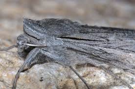 Attēlu rezultāti vaicājumam “Cucullia fraudatrix”