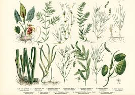 Attēlu rezultāti vaicājumam “Potamogeton trichoides”