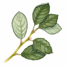 Attēlu rezultāti vaicājumam “Salix caprea leaf”