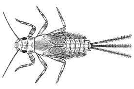 Attēlu rezultāti vaicājumam “Ephemeroptera larvae”
