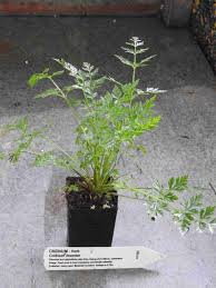 Attēlu rezultāti vaicājumam “Cnidium dubium”