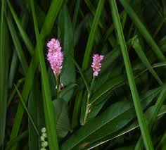 Attēlu rezultāti vaicājumam “Polygonum amphibium leaf”