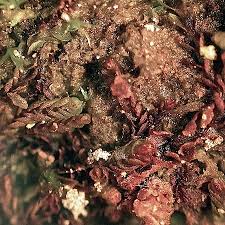 Attēlu rezultāti vaicājumam “Jungermannia hyalina”