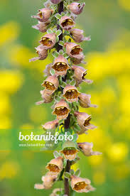 Image result for Digitalis ferruginea
