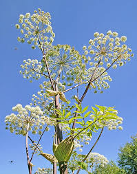Attēlu rezultāti vaicājumam “Angelica sylvestris fruit”