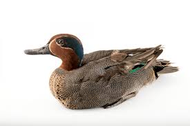 Attēlu rezultāti vaicājumam “Anas crecca male”