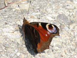 Attēlu rezultāti vaicājumam “Inachis io underside”