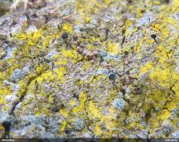 Attēlu rezultāti vaicājumam “Serpoleskea subtilis”