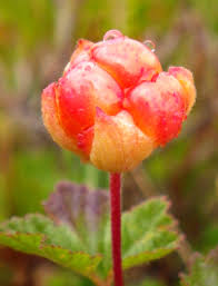 Attēlu rezultāti vaicājumam “Rubus chamaemorus fruit”