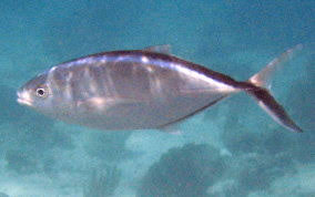 Image result for Caranx ruber