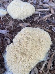 Attēlu rezultāti vaicājumam “Fuligo sp., Lignydium sp.”