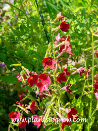 Image result for Nicotiana x sanderae