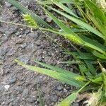 Attēlu rezultāti vaicājumam “Setaria viridis leaf”