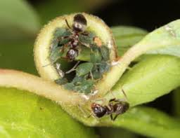 Attēlu rezultāti vaicājumam “Aphis farinosa”