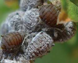 Attēlu rezultāti vaicājumam “Aphis confusa”