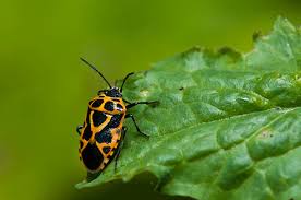 Attēlu rezultāti vaicājumam “Eurydema dominulus”