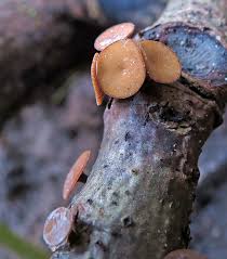 Attēlu rezultāti vaicājumam “Rutstroemia firma”