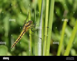 Attēlu rezultāti vaicājumam “Orthetrum cancellatum”