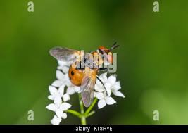 Attēlu rezultāti vaicājumam “Gymnosoma sp.”