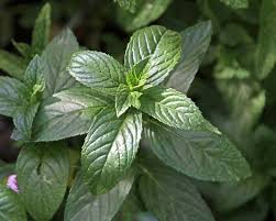 Attēlu rezultāti vaicājumam “Mentha spicata leaf”