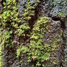 Attēlu rezultāti vaicājumam “Pogonatum dentatum macro”