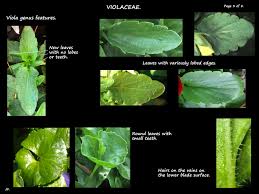 Attēlu rezultāti vaicājumam “Viola collina leaf”