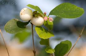 Attēlu rezultāti vaicājumam “Symphoricarpos albus fruit”