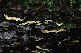 Attēlu rezultāti vaicājumam “Flaviporus citrinellus”