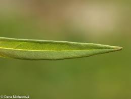 Attēlu rezultāti vaicājumam “Lysimachia thyrsiflora bud”