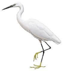 Image result for Egretta garzetta