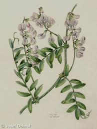 Attēlu rezultāti vaicājumam “Vicia sylvatica”