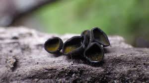 Attēlu rezultāti vaicājumam “Chlorencoelia versiformis”