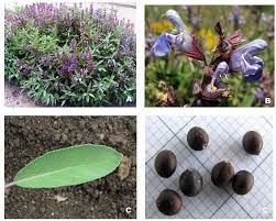 Attēlu rezultāti vaicājumam “Salvia officinalis leaf”