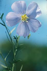 Image result for Linum usitatissimum
