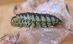 Attēlu rezultāti vaicājumam “Pyrausta aurata”