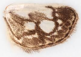 Attēlu rezultāti vaicājumam “Anania coronata”