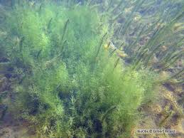 Attēlu rezultāti vaicājumam “Chara aspera”