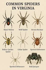 Image result for spider