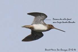 Image result for Gallinago delicata