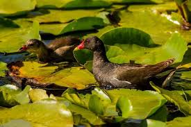 Attēlu rezultāti vaicājumam “Gallinula chloropus”