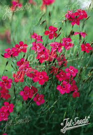 Attēlu rezultāti vaicājumam “Dianthus deltoides flower”